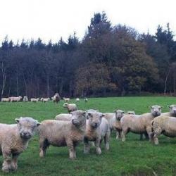 Southdown Sheep