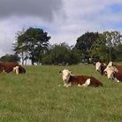 Hereford Cattle