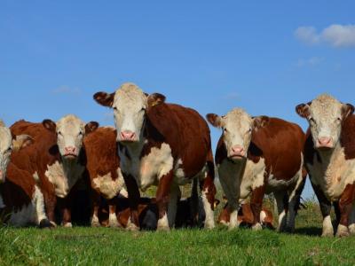 Hereford Cattle